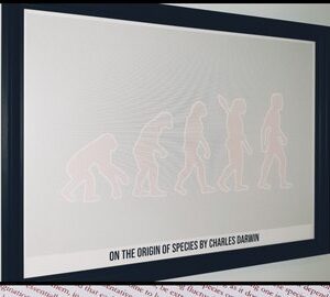 Origin Of Species 50x70cm Print
